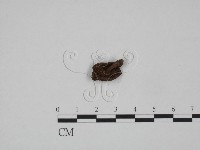 紅菇屬藏品圖，第3張