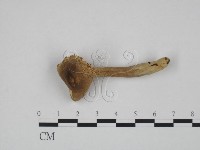 登錄號:F0024637藏品圖，第1張
