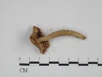 登錄號:F0024637藏品圖，第3張