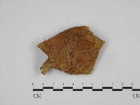 登錄號:F0024639藏品圖，第1張
