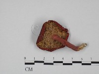 登錄號:F0024640藏品圖，第3張