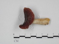 登錄號:F0024641藏品圖，第1張