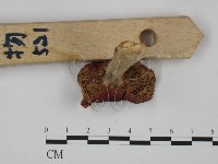 登錄號:F0024641藏品圖，第3張