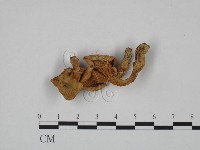 登錄號:F0024642藏品圖，第1張