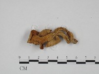 登錄號:F0024642藏品圖，第3張