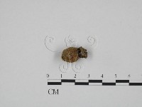 登錄號:F0024644藏品圖，第1張
