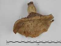 登錄號:F0024645藏品圖，第1張