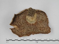 登錄號:F0024645藏品圖，第3張