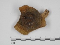 登錄號:F0024646藏品圖，第1張
