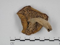 登錄號:F0024646藏品圖，第3張
