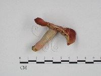 登錄號:F0024647藏品圖，第1張