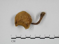 登錄號:F0024648藏品圖，第1張