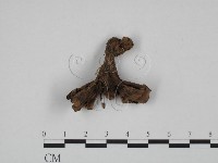 革菌屬藏品圖，第3張