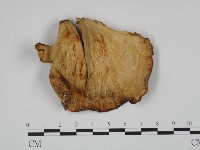 登錄號:F0024650藏品圖，第3張