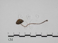 登錄號:F0024651藏品圖，第1張