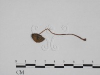 登錄號:F0024651藏品圖，第3張