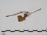 登錄號:F0024652藏品圖，第1張