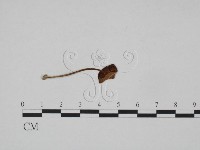登錄號:F0024653藏品圖，第1張