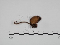 登錄號:F0024654藏品圖，第1張