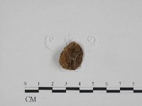 登錄號:F0024655藏品圖，第1張