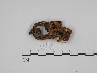 登錄號:F0024659藏品圖，第1張