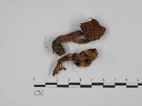 登錄號:F0024659藏品圖，第3張