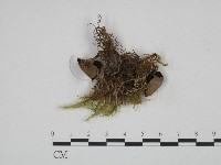 登錄號:F0024660藏品圖，第1張