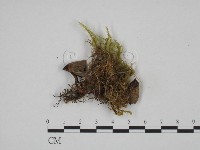登錄號:F0024660藏品圖，第3張