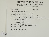 微皮傘屬藏品圖，第2張