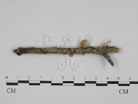 微皮傘屬藏品圖，第3張