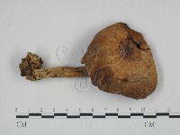 登錄號:F0024662藏品圖，第1張