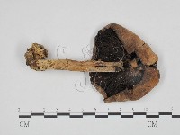 登錄號:F0024662藏品圖，第3張