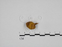 登錄號:F0024664藏品圖，第1張