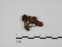 登錄號:F0024665藏品圖，第1張