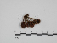 登錄號:F0024665藏品圖，第3張