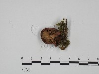 紅菇屬藏品圖，第3張