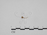 登錄號:F0024667藏品圖，第1張