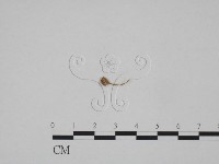登錄號:F0024667藏品圖，第3張