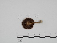 登錄號:F0024668藏品圖，第1張