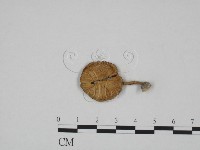 登錄號:F0024668藏品圖，第3張