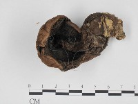 登錄號:F0024669藏品圖，第3張