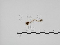 登錄號:F0024672藏品圖，第3張