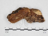 登錄號:F0024674藏品圖，第1張