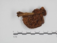 登錄號:F0024675藏品圖，第1張