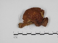 登錄號:F0024675藏品圖，第3張