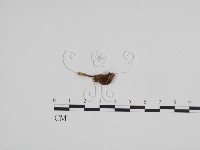 登錄號:F0024678藏品圖，第1張