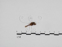 登錄號:F0024678藏品圖，第3張