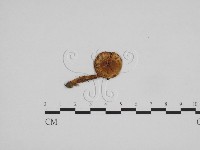 濕傘屬藏品圖，第1張