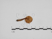 濕傘屬藏品圖，第3張