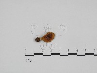 登錄號:F0024681藏品圖，第1張